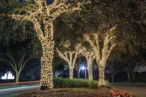 Fairy lights wrapped around trees at night