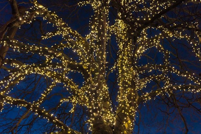 Glistening fairy string lights brightening up a special occasion.